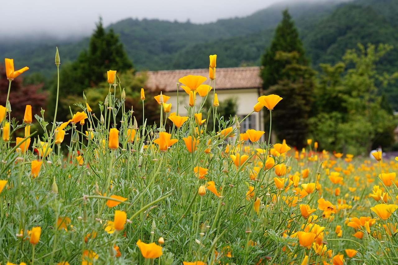 解读黄浦网络DDOS攻击- 龙腾辟谷详情下载教程app